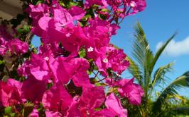 Bougainvillea